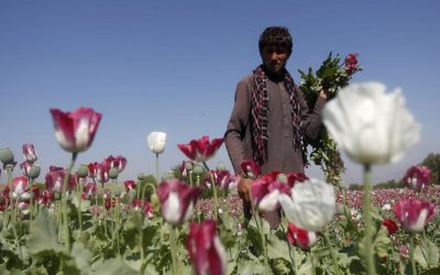 তালেবান শাসনে আফগানিস্তানে পপি চাষ কমেছে ৯৫%