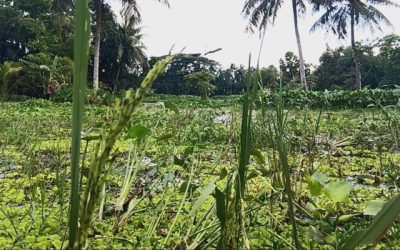 লক্ষ্মীপুরে বন্যায় দেড় লাখ কৃষকের ২২৭ কোটি টাকার ক্ষতি